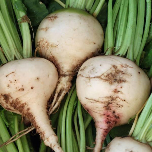 Beetroot - Albino White - 25 seeds - Small Garden Sowing
