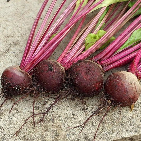 Beetroot - Boltardy - 50 seeds - Small Garden Sowing