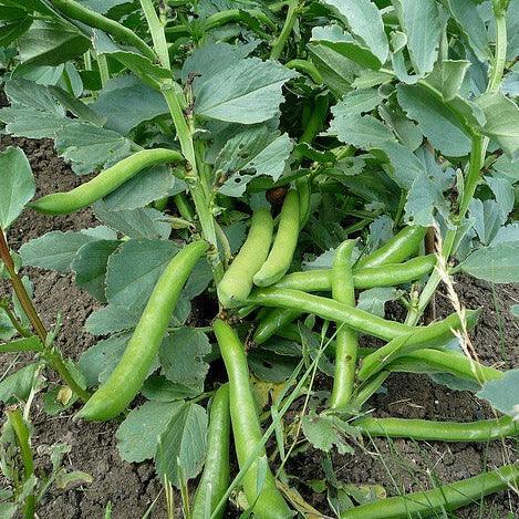Bean - Broad Bean - Grano Violetto - 10 seeds - Small Garden Sowing