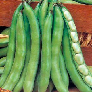 Bean - Broad Bean - Imperial Green Longpod - 10 seeds - Small Garden Sowing