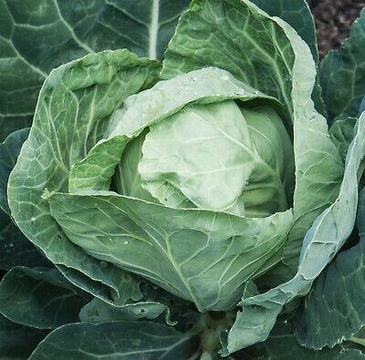 Cabbage - Durham Early Spring Greens - 40 seeds - Small Garden Sowing