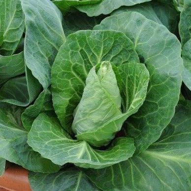 Cabbage - Greyhound - 40 seeds - Small Garden Sowing