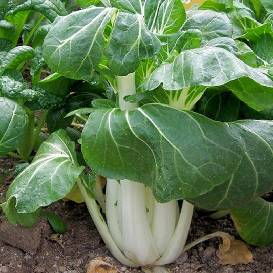 Cabbage - Pak Choi - White Stem - 50 seeds - Small Garden Sowing