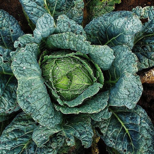 Cabbage - Vertus 2 - 40 seeds - Small Garden Sowing