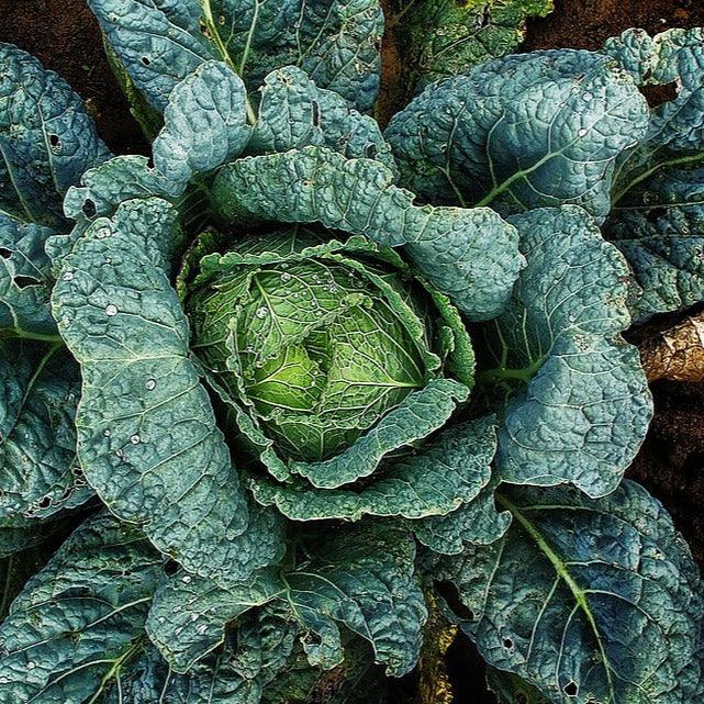 Cabbage - Vertus 2 - 40 seeds - Small Garden Sowing