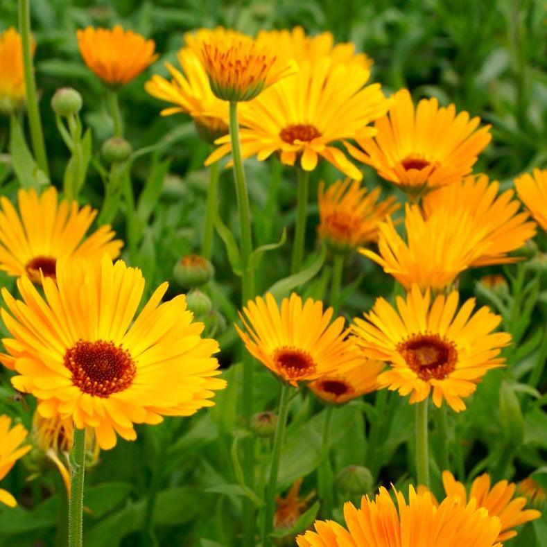 Calendula - Marigold Nova - 50 seeds - Small Garden Sowing