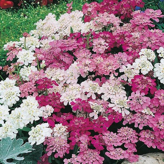 Candytuft - Fairy Mixed - 50 seeds - Small Garden Sowing