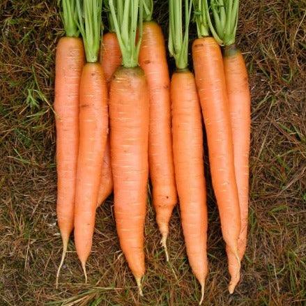 Carrot - Amsterdam Forcing - 100 seeds - Small Garden Sowing