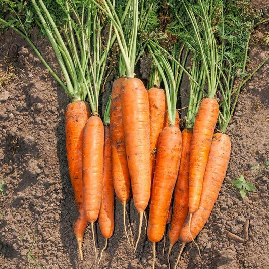 Carrot - Early Nantes 2 - 100 seeds - Small Garden Sowing