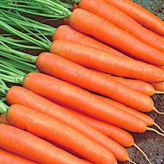 Carrot - Early Nantes Organic - 100 seeds - Small Garden Sowing