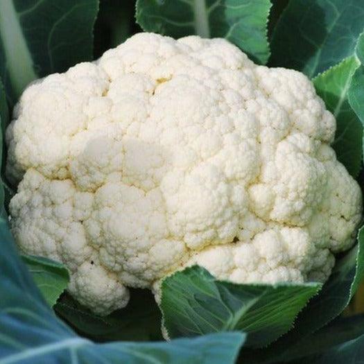 Cauliflower - All The Year Round - 50 seeds - Small Garden Sowing