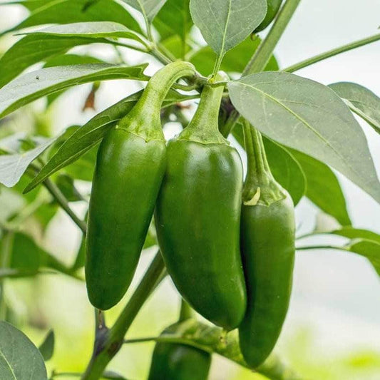 Chilli - Jalapeno - 20 seeds - Small Garden Sowing