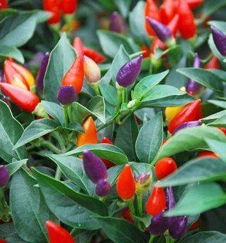 Chilli - Numex Twilight - 20 seeds - Small Garden Sowing