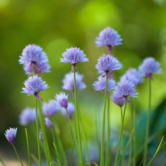 Chives - Medium Leaf - 50 seeds - Small Garden Sowing