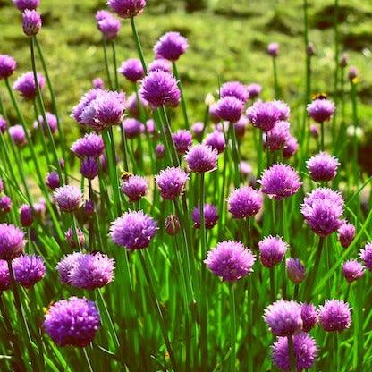Chives - 50 seeds - Small Garden Sowing