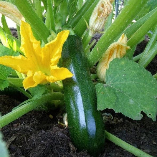 Courgette - Black Beauty - 5 seeds - Small Garden Sowing