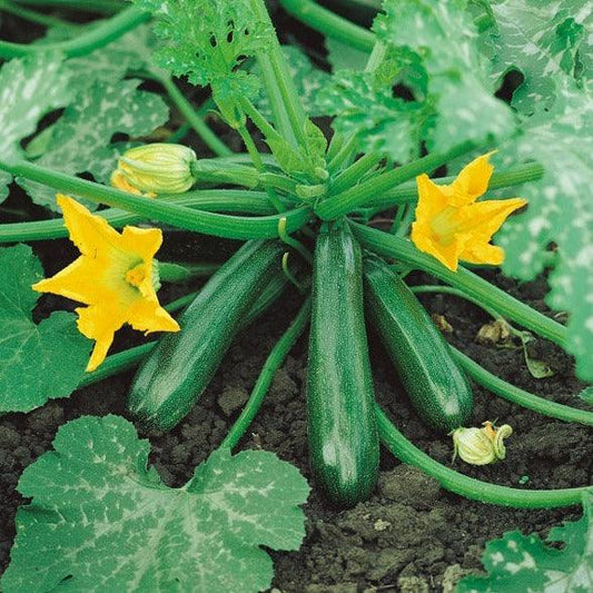 Courgette - Green Bush - 5 seeds - Small Garden Sowing