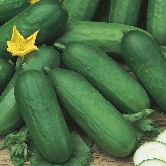 Cucumber - Beth Alpha F1 - 10 seeds - Small Garden Sowing