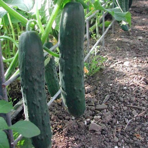 Cucumber - Marketmore - 10 seeds - Small Garden Sowing