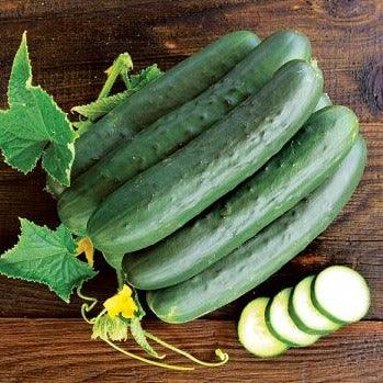 Cucumber - Perfection - 10 seeds - Small Garden Sowing