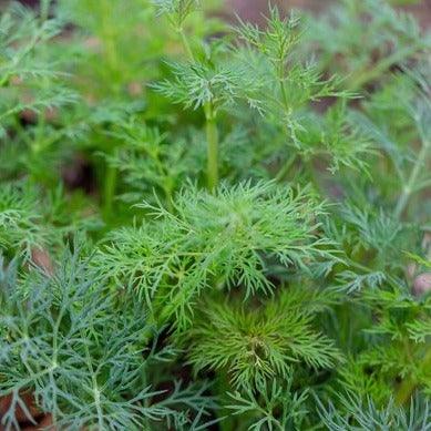 Dill - 70 seeds - Small Garden Sowing