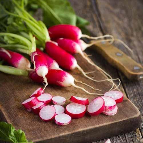 Radish - French Breakfast 3 - 100 seeds - Small Garden Sowing