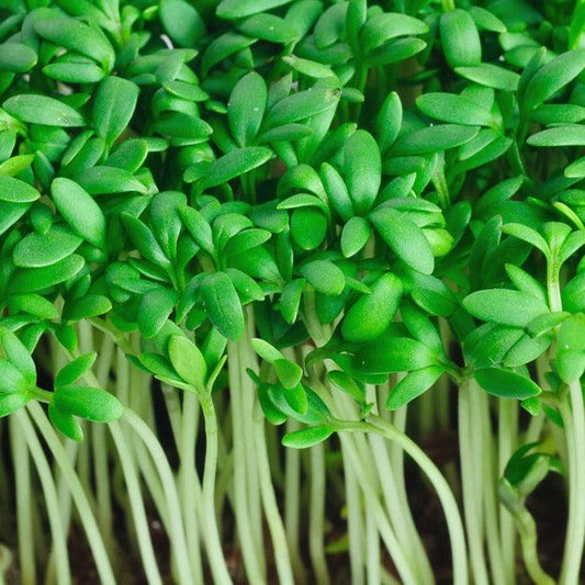 Garden Cress - Curled - 250 seeds - Small Garden Sowing