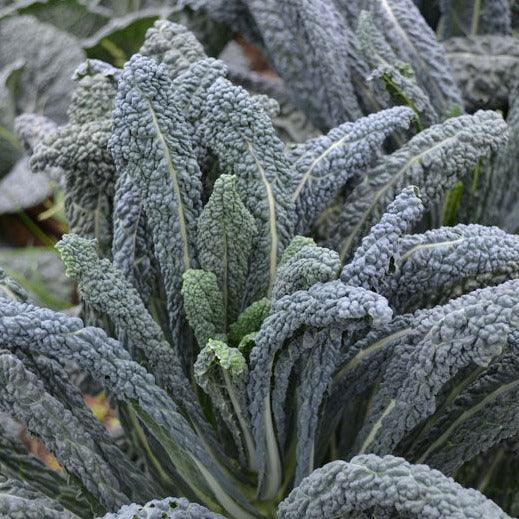 Kale - Black Magic - 50 seeds - Small Garden Sowing