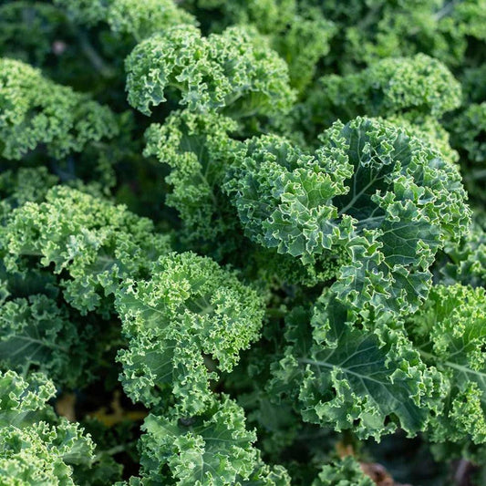 Kale - Dwarf Green Curled - 50 seeds - Small Garden Sowing