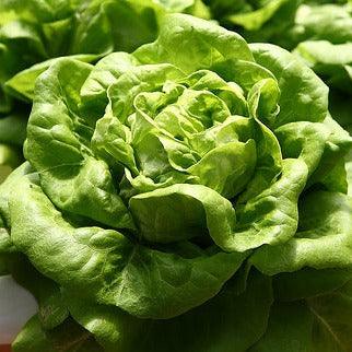Lettuce - Arctic King- 70 seeds - Small Garden Sowing