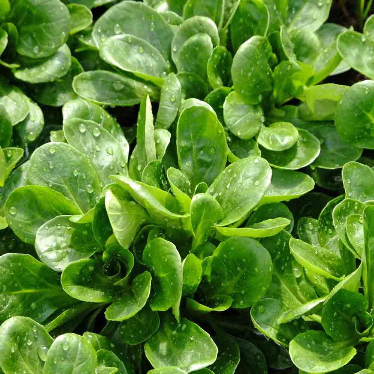 Lettuce - Lambs Lettuce - 75 seeds - Small Garden Sowing