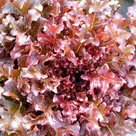 Lettuce - Salad Bowl Red - 70 seeds - Small Garden Sowing