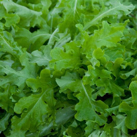Lettuce - Salad Bowl - 70 seeds - Small Garden Sowing