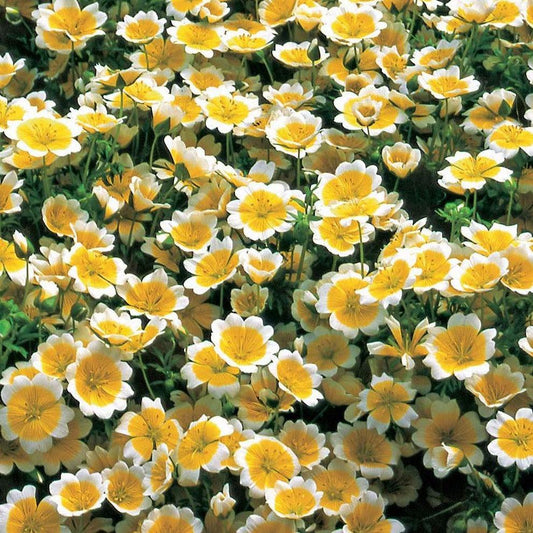 Limnanthes - Poached Egg Plant - 50 seeds - Small Garden Sowing