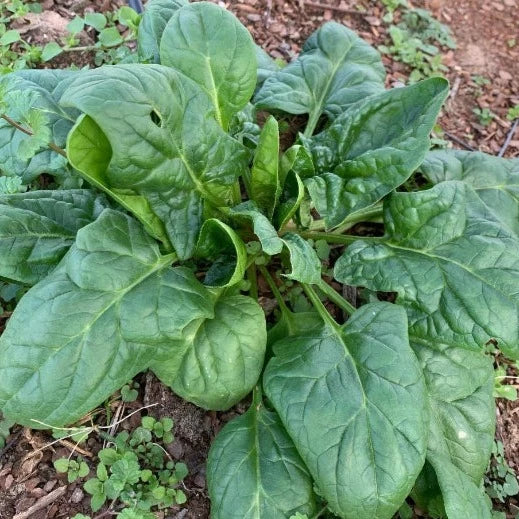 Spinach - Matador - 50 seeds - Small Garden Sowing