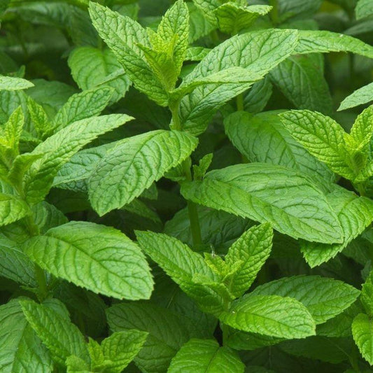 Mint - Peppermint - 100 seeds - Small Garden Sowing