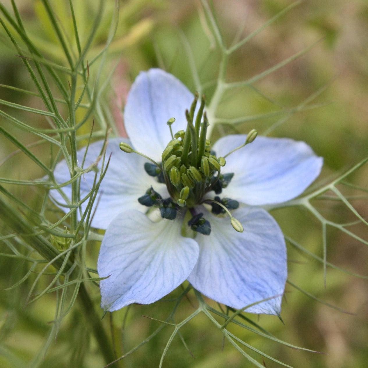 Nigella - Miss Jekyll - 100 seeds - Small Garden Sowing