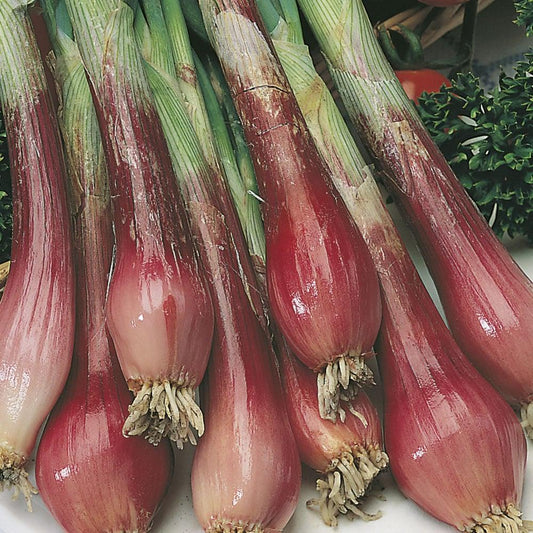 Onion - Spring - North Holland Blood Red - 100 seeds - Small Garden Sowing