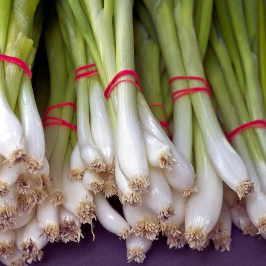 Onion - Spring - White Lisbon - Winter Hardy - 100 seeds - Small Garden Sowing