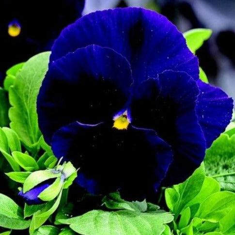 Pansy - Swiss Giant Deep Blue - 55 seeds - Small Garden Sowing