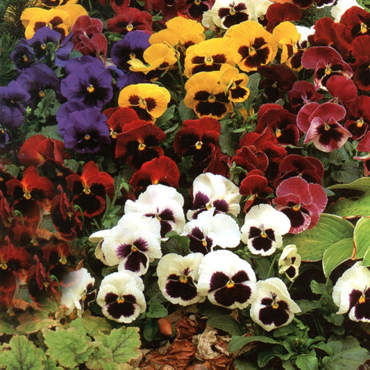 Pansy - Swiss Giant Mixed - 100 seeds - Small Garden Sowing