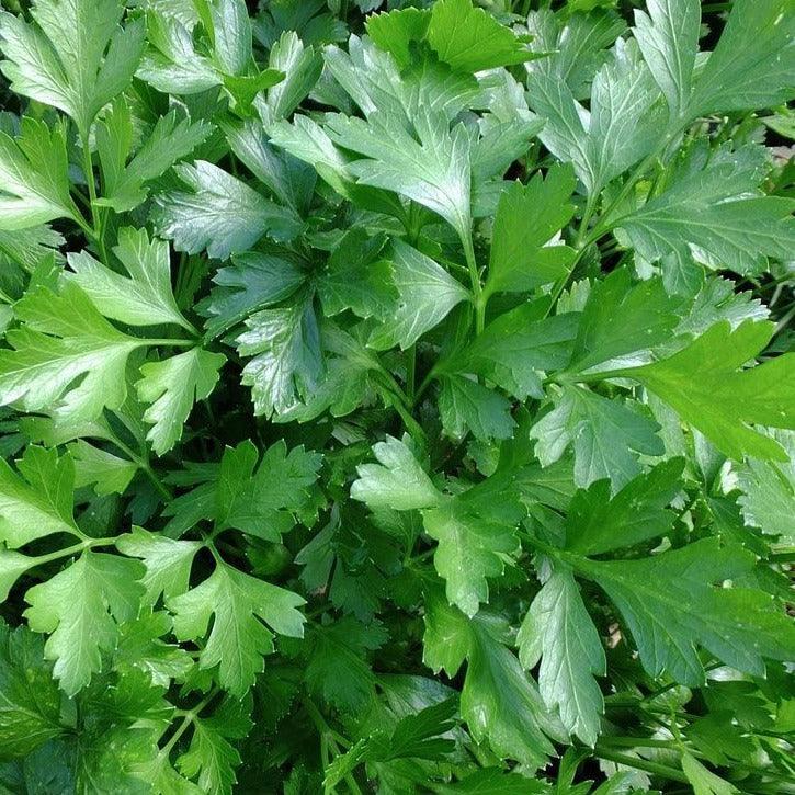 Parsley - Italian Giant - 70 seeds - Small Garden Sowing