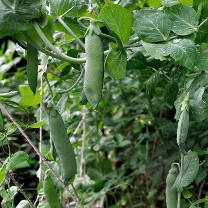 Pea - Alderman - 15 seeds - Small Garden Sowing