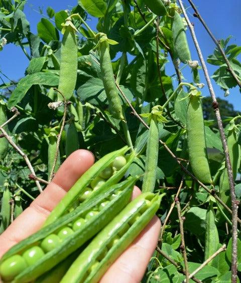 Pea - Meteor Dwarf First Early - 15 seeds - Small Garden Sowing