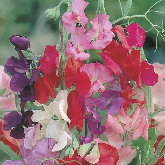 Pea - Sweet Pea - Royal Mixed - 10 seeds - Small Garden Sowing