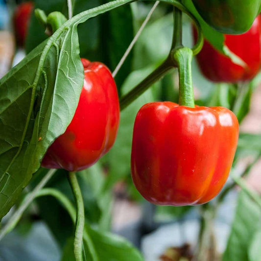 Pepper- Sweet - Atsi Red - 10 seeds - Small Garden Sowing