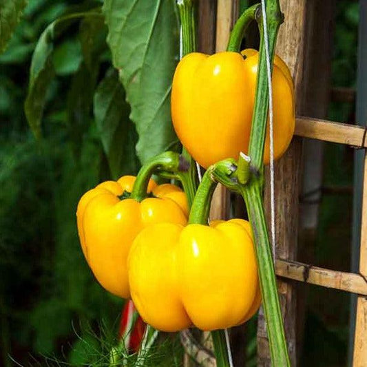Pepper- Sweet - Atsi Yellow - 10 seeds - Small Garden Sowing