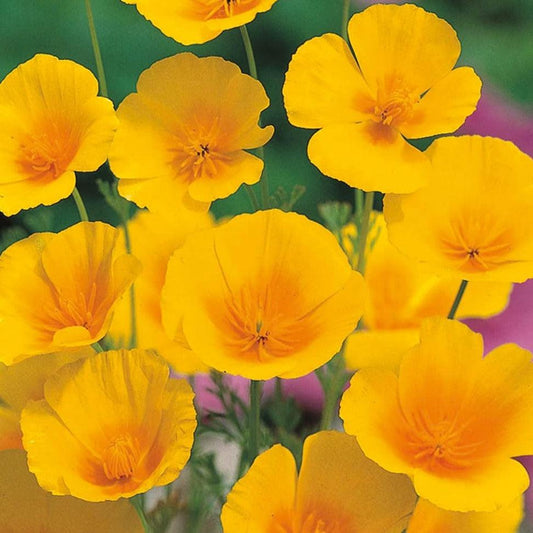 Poppy - Californian Poppy - Golden West - 100 seeds - Small Garden Sowing