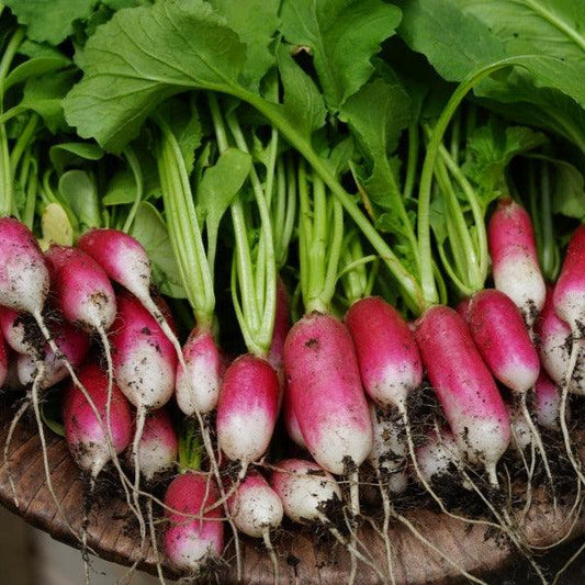 Radish - French Breakfast 2 - 100 seeds - Small Garden Sowing