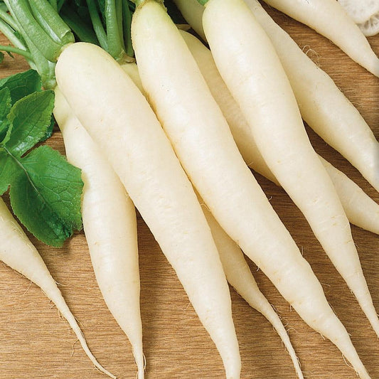 Radish - Icicle (long white) - 100 seeds - Small Garden Sowing
